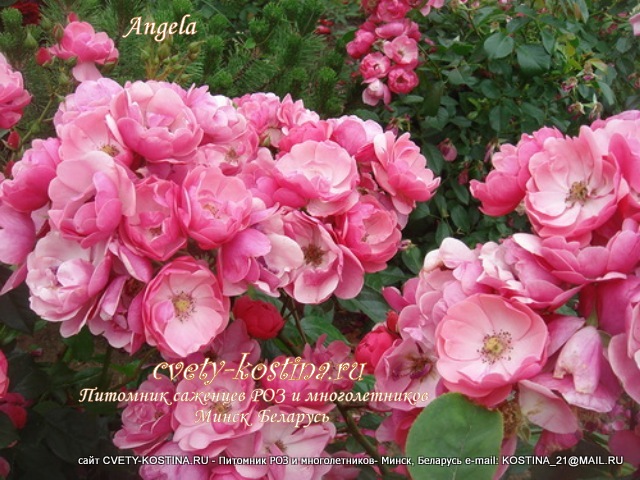 парковая розовая роза сорт Angela, цветы, фото