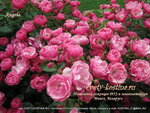  Floribunda роза кордеса сорт Angela (KORday, Angelica)- розовые цветы