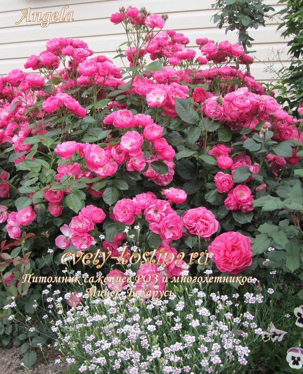 розовая роза Floribunda сорт Angela, цветущий кустарник в саду, фото