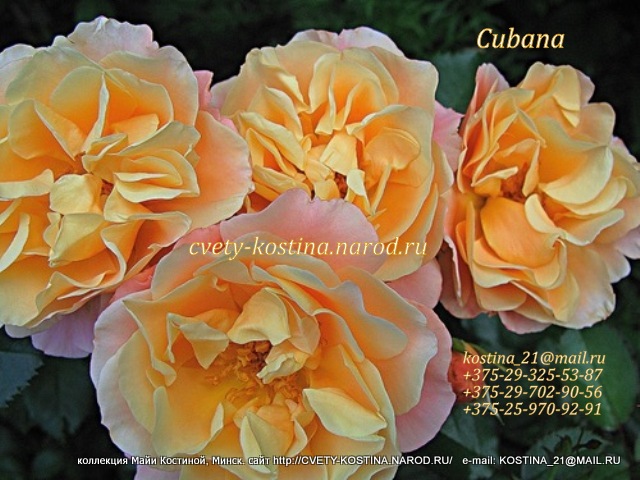 Rose Cubana