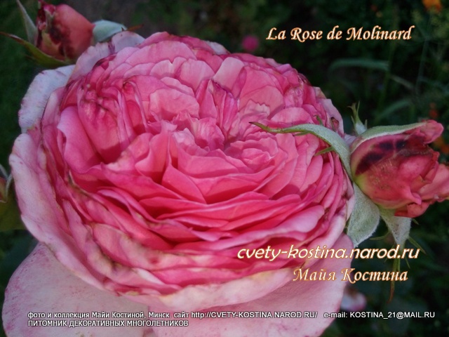 садовая роза сорта La Rose de Molinard, цветок, бутон, фото