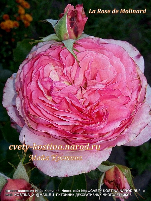 кустарниковая роза сорта La Rose de Molinard, цветок, фото