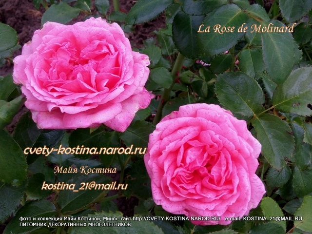 розовая роза сорт La Rose de Molinard- Delgrarose- Delbard, фото