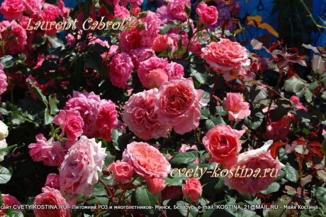 розовая роза Laurent Cabrol цветущий куст в саду