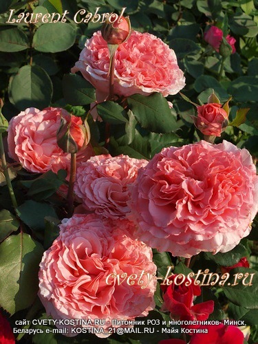 розовая старинная роза сорта Laurent Cabrol, цветы, бутоны