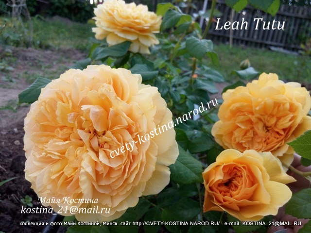 роза группы шраб сорт Leah Tutu, цветы, фото