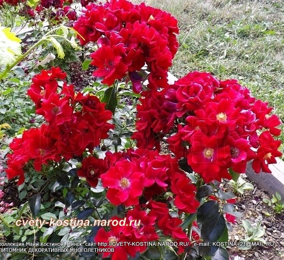 садовая роза группы шраб сорт Matador, куст в цвету, фото