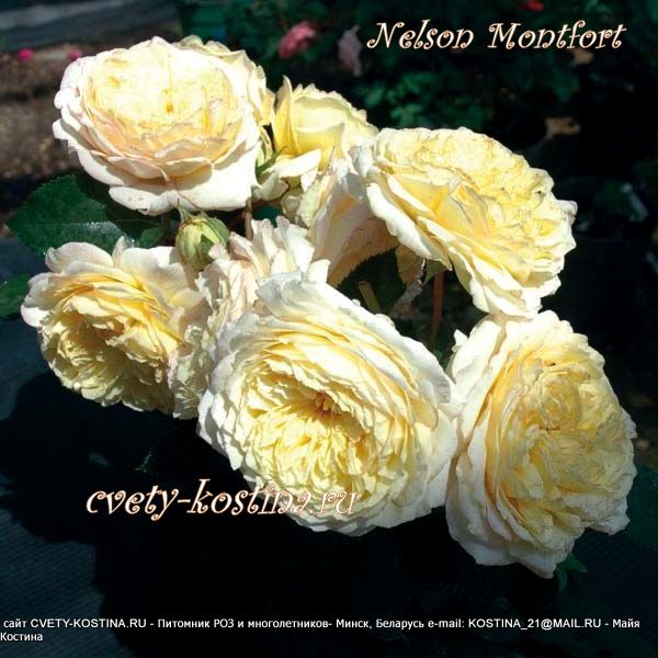 роза Массада сорт Нельсон Монфор - Nelson Montfort, цветущий куст
