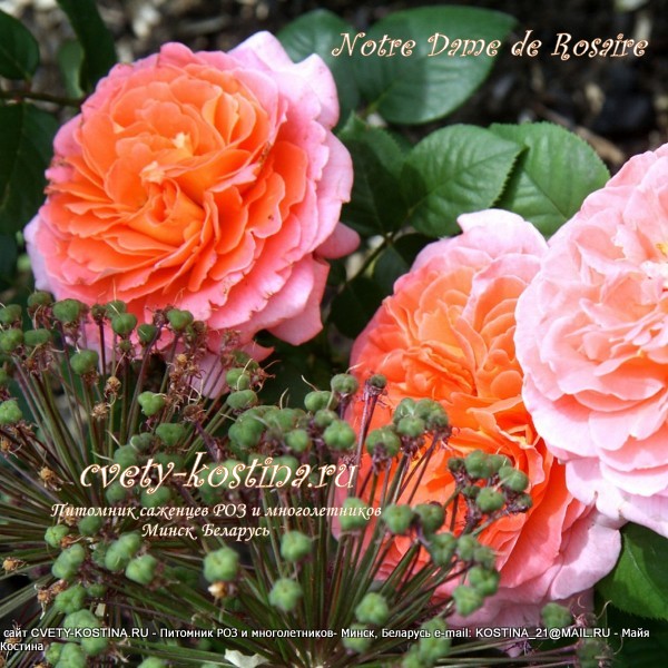 роза Notre Dame du Rosaire , цветы