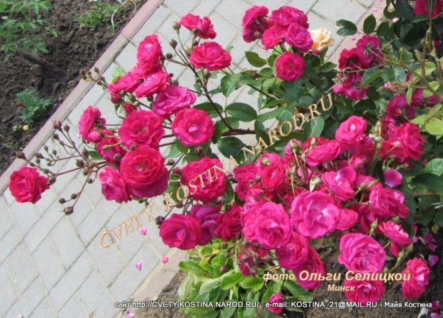 парковая роза- шраб, цветы, цветущий куст в саду на даче, фото
