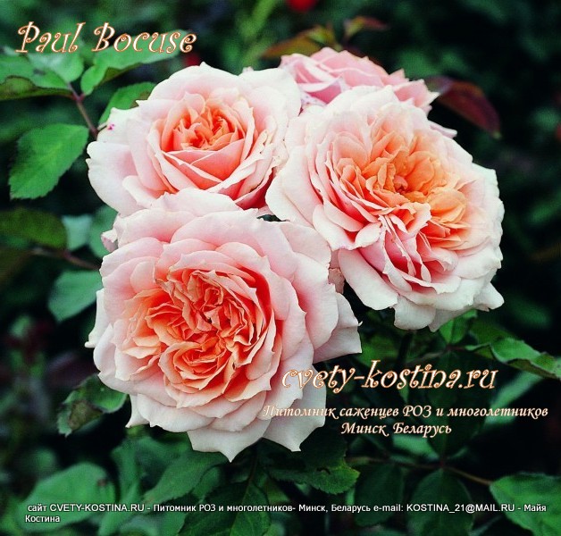 роза шраб сорта Paul Bocuse, абрикосовый цветок