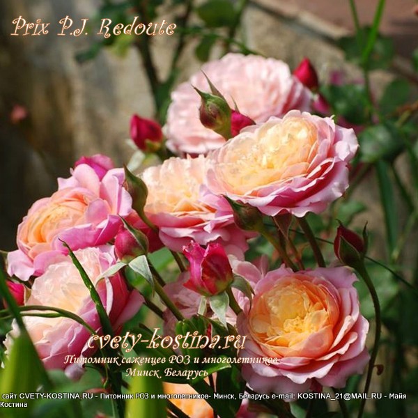 роза кустовая Prix P.J. Redout, цветы, бутоны, куст