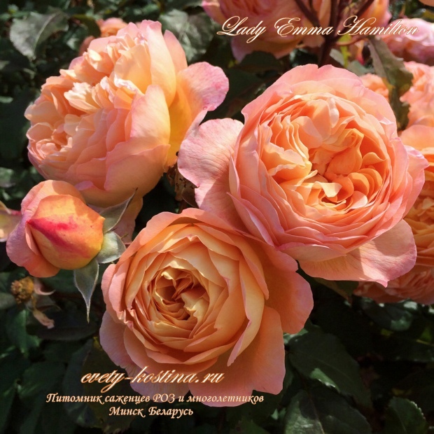 английская роза Дэвида Остина сорт Lady Emma Hamilton, цветы, фото