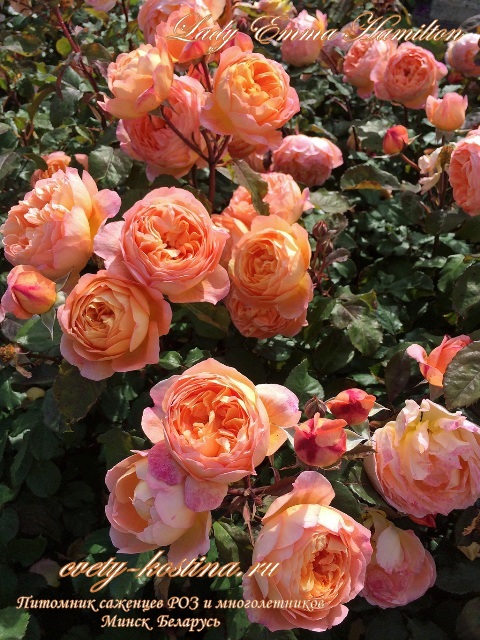 английская роза сорт Lady Emma Hamilton, цветущий куст в саду