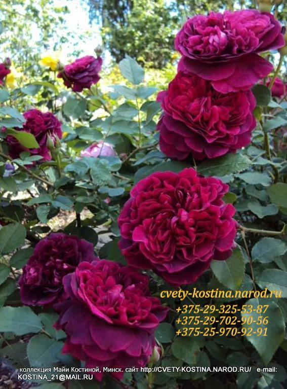английская роза сорт William Shakespeare 2000 - AUSromeo, David Austin