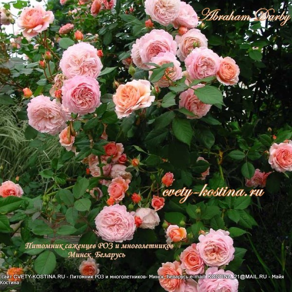 английская роза Abraham Derby - David Austin, цветущий куст в саду