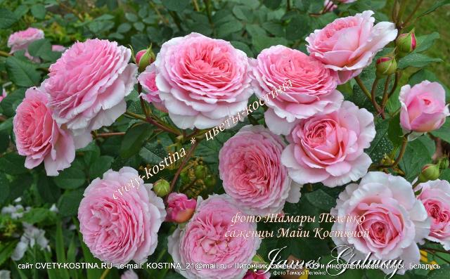 Английская роза James Galway
