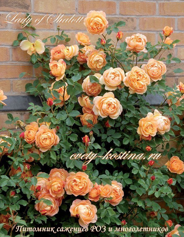 английская роза Дэвида Остина сорт Lady of Shalott- цветущий куст у стены дома