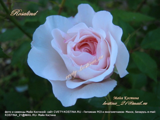 английская срезочная роза Дэвида Остина сорт Rosalind- Austew, нежно- розовая