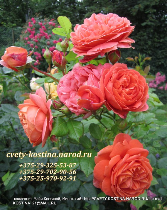английская оранжевая роза David Austin сорт Summer Song, фото, цветы 
