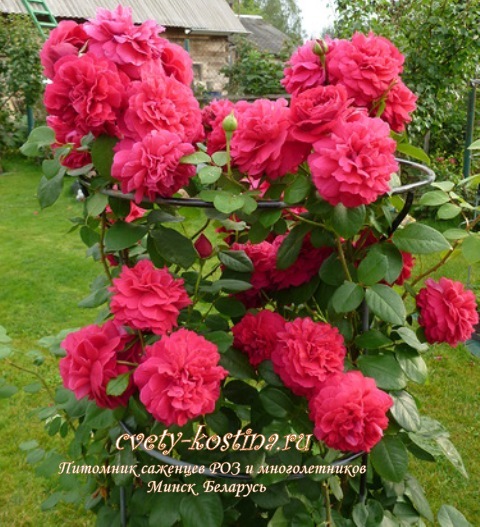 английская роза Дэвида Остина сорт Tess of the d'Urbervilles- цветущий куст