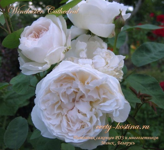 английская белая роза сорт Winchester Cathedral- цветы, бутоны