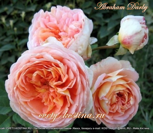 английская абрикосовая роза Abraham Derby - David Austin, цветы