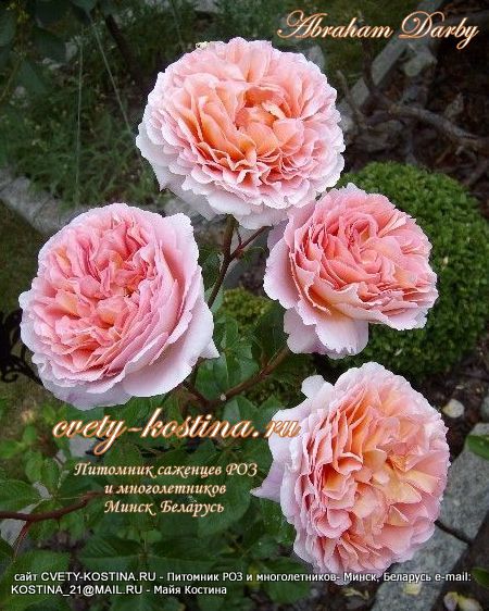 английская абрикосово- розовая роза Abraham Derby - David Austin, цветы