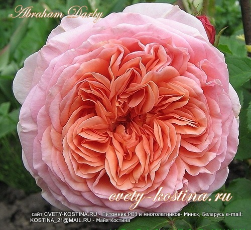 английская абрикосово- розовая роза Abraham Derby - David Austin