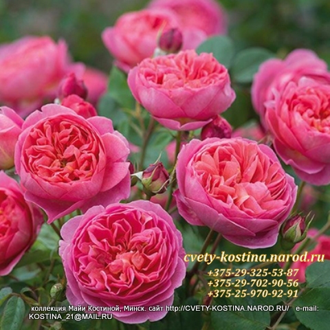 английская розово- абрикосовая роза сорт Boscobel 
