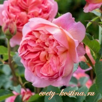 английская розово- абрикосовая роза Boscobel - Auscousin- David Austin