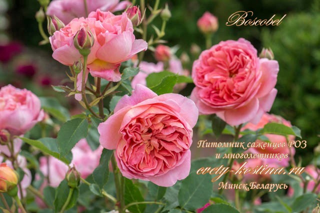 английская розово- абрикосовая роза Boscobel - David Austin, цветы, бутоны