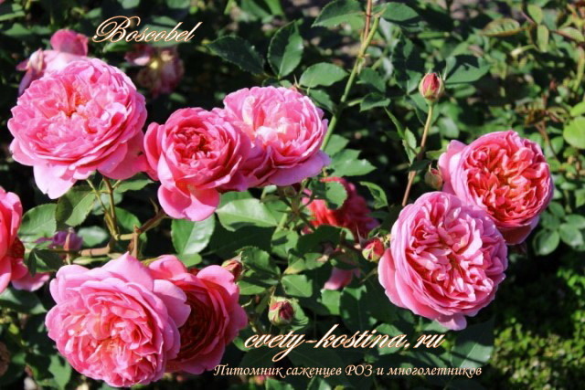 английская роза сорт Boscobel - David Austin, цветущий куст в саду