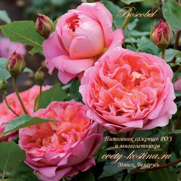 английская розовая с абрикосовым роза Boscobel - Auscousin- David Austin