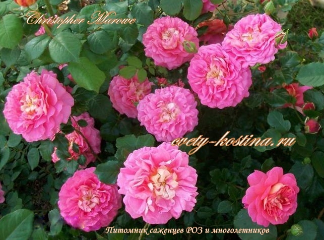английская роза сорт Christopher Marlowe- AUSjump- David Austin, цветы, фото