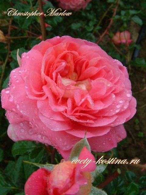 английская роза Дэвида Остина сорт Christopher Marlowe- AUSjump- цветок, фото
