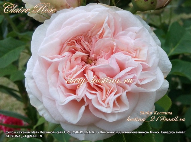 английская роза Claire Rose- David Austin, описание, фото