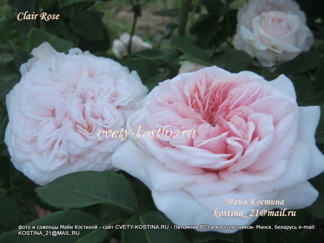 английская розовая роза Дэвида Остина Claire Rose, цветы, фото