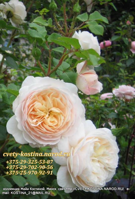 английская роза Crocus Rose- Emanuel- City of Timary- AUSquest- David Austin