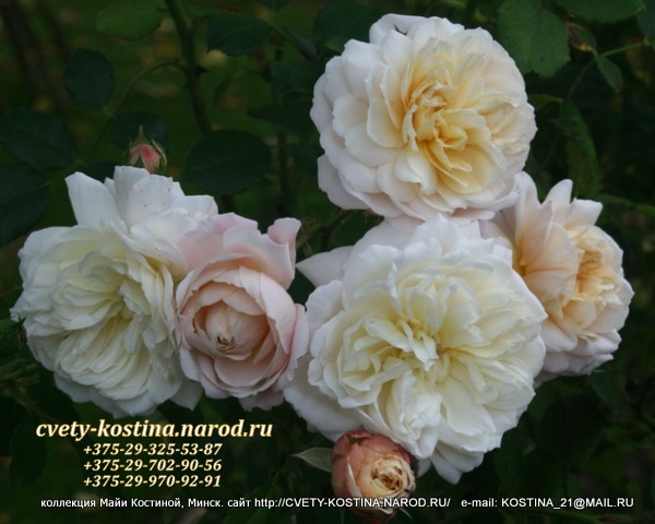 английская роза сорт Crocus Rose- Emanuel- David Austin