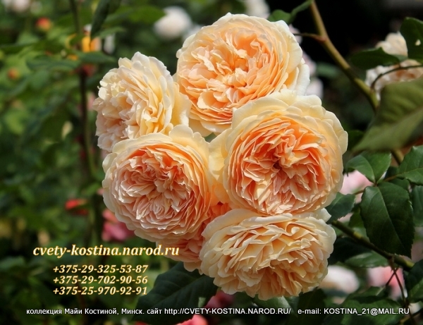английская роза абрикосово- персиковая сорт Crown Princess Margaretha- David Austin