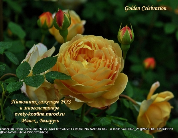 желтая английская роза Golden Celebration- AUSgold- David Austin