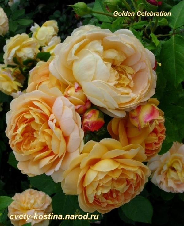 желтая английская роза Golden Celebration- David Austin, цветы