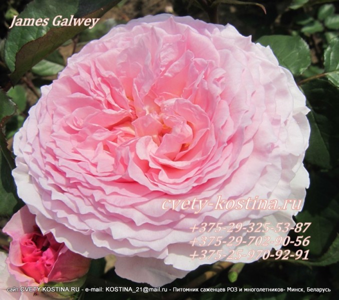 роза James Galway David Austin Английские розы