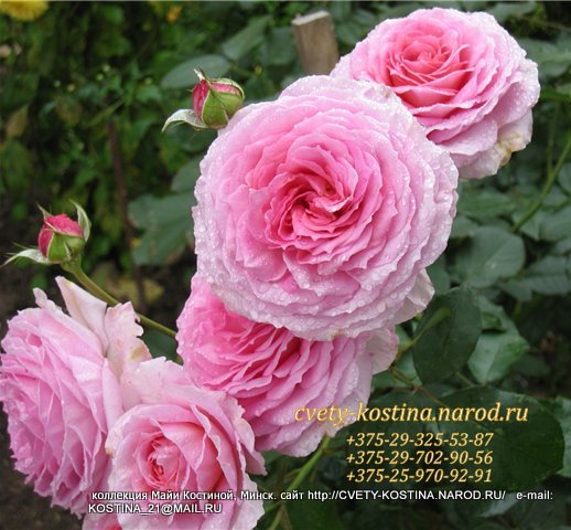 английская розово- белая роза James Galway- David Austin