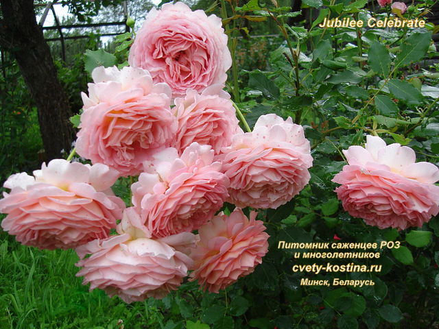 розовая английская роза сорт Jubilee Celebration, David Austin