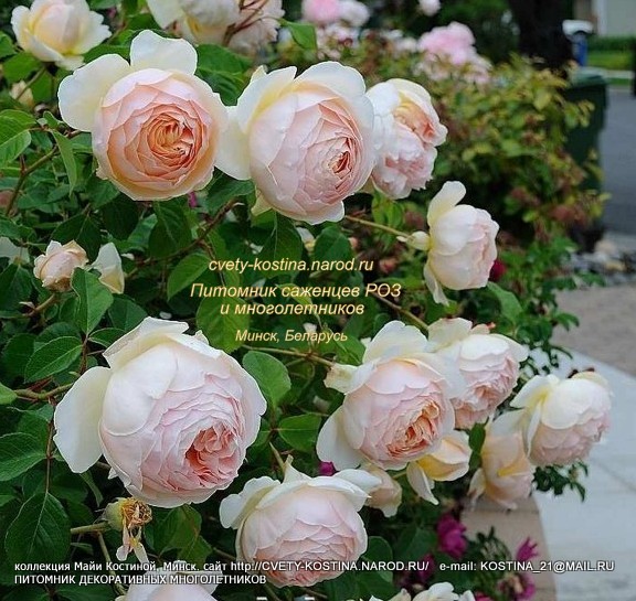 английская роза сорт Jude the Obscure- David Austin, цветущий куст на клумбе