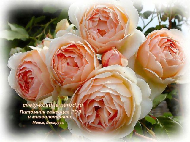 английская нежно-абрикосовая роза сорт Jude the Obscure- AUSjo- David Austin