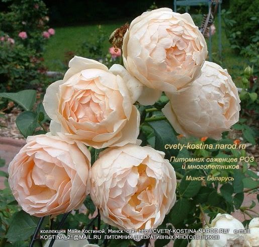 английская роза Дэвида Остина сорт Jude the Obscure, шаровидные цветы