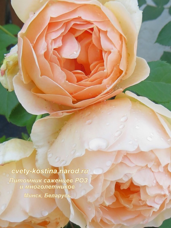 английская нежно-абрикосовая роза сорт Jude the Obscure- David Austin, цветок